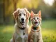 alles-ueber-flohhalsband-hund-pzn-vorteile-suche-und-anwendung