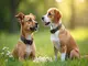 flohhalsband-hund-giftig-fakten-risiken-und-sichere-alternativen