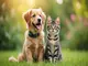 flohhalsband-hund-ohne-chemie-natuerlicher-schutz-fuer-deinen-vierbeiner
