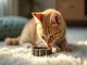 katze-leckt-flohhalsband-ab-was-solltest-du-tun-wie-gefaehrlich-ist-das