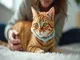 katze-vertraegt-flohhalsband-nicht-ursachen-symptome-und-loesungen